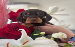 Miniature Dachshund dogs for sale: True Miniature Dachshund puppies  - Image 4