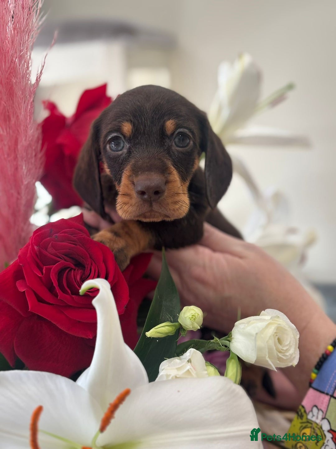 Miniature Dachshund dogs for sale: True Miniature Dachshund puppies  - Image 4