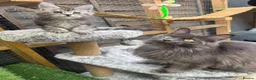 Maine Coon cats for sale: Blue smoke kittens from champion blood line - Advert 21