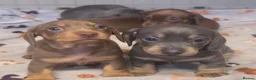 Miniature Dachshund dogs for sale: Adorable KC Registered Miniature Dachshund Puppies - Advert 26