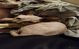 Sphynx cats for sale: Female sphynx kitten - Image 1