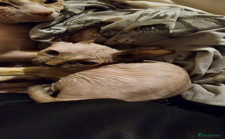 Sphynx cats - Advert 2