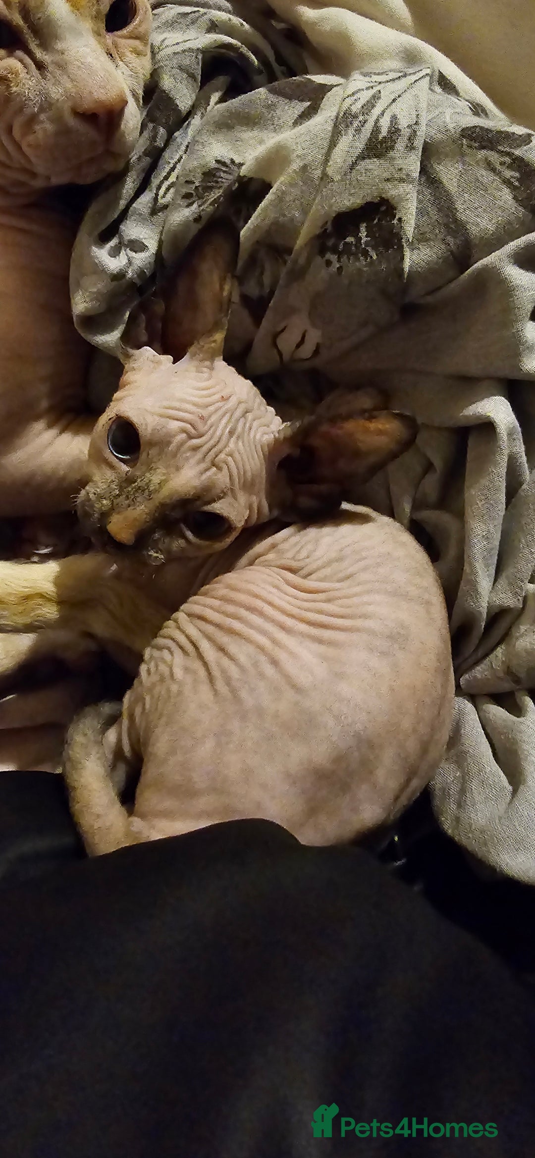 Sphynx cats for sale: Female sphynx kitten - Image 1