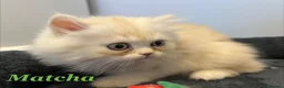 Persian cats for sale: *Last 2* Reduced Beautiful Persian Exotic Kitten - Advert 18