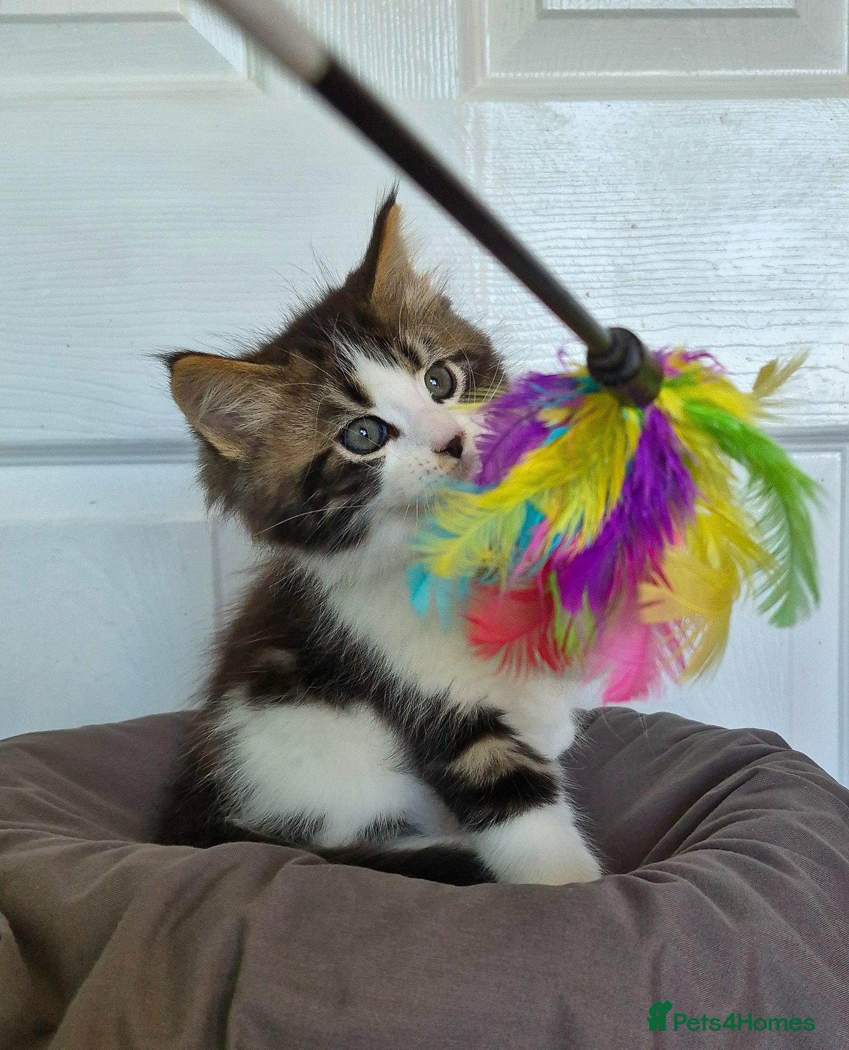 Ragcoon cats Confident Friendly Ragcoons Kittens  - Advert 2