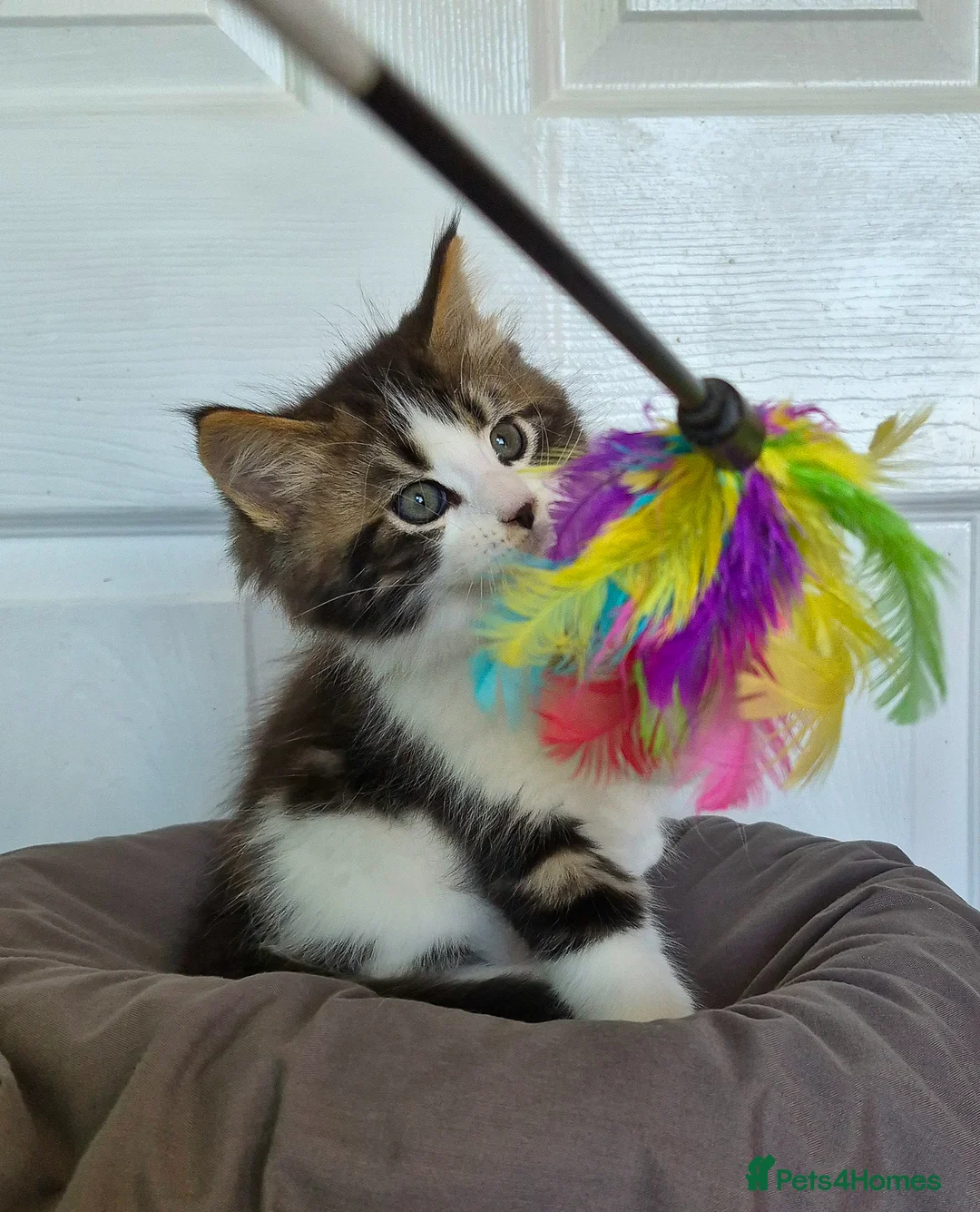 Ragcoon cats for sale: Confident Friendly Ragcoons Kittens  - Advert 1