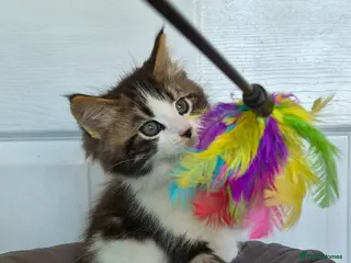 Ragcoon cats Confident Friendly Ragcoons Kittens - Advert 2