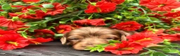 Miniature Dachshund dogs for sale: Long haired miniature dachshund  - Advert 5