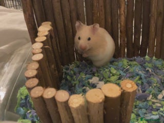 Mini Lop rabbits Female Syrian Hamster 3 months old - Advert 1