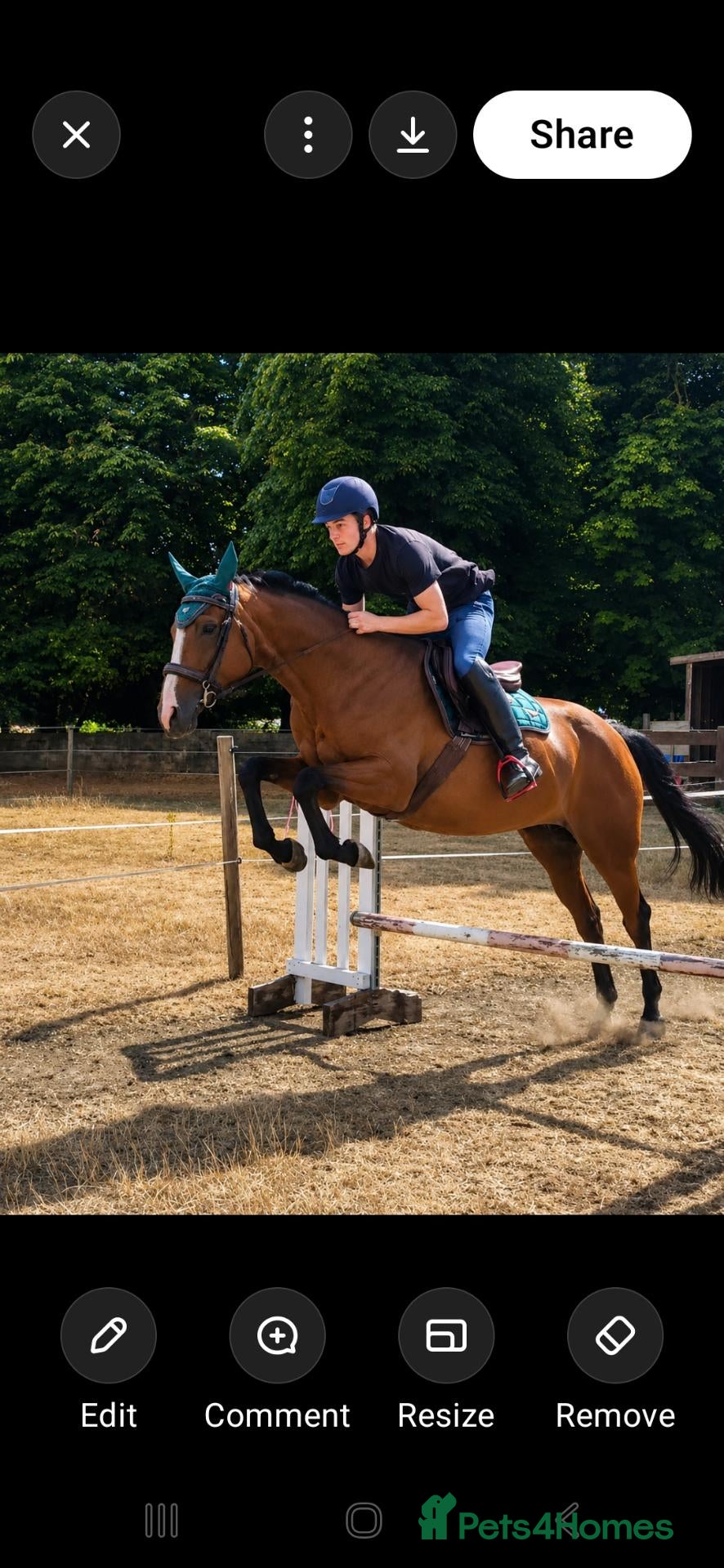 English Thoroughbred horses 15.1 bay mare tb  - Advert 3