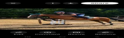 English Thoroughbred horses for sale: 15.1 bay mare tb  - Advert 1