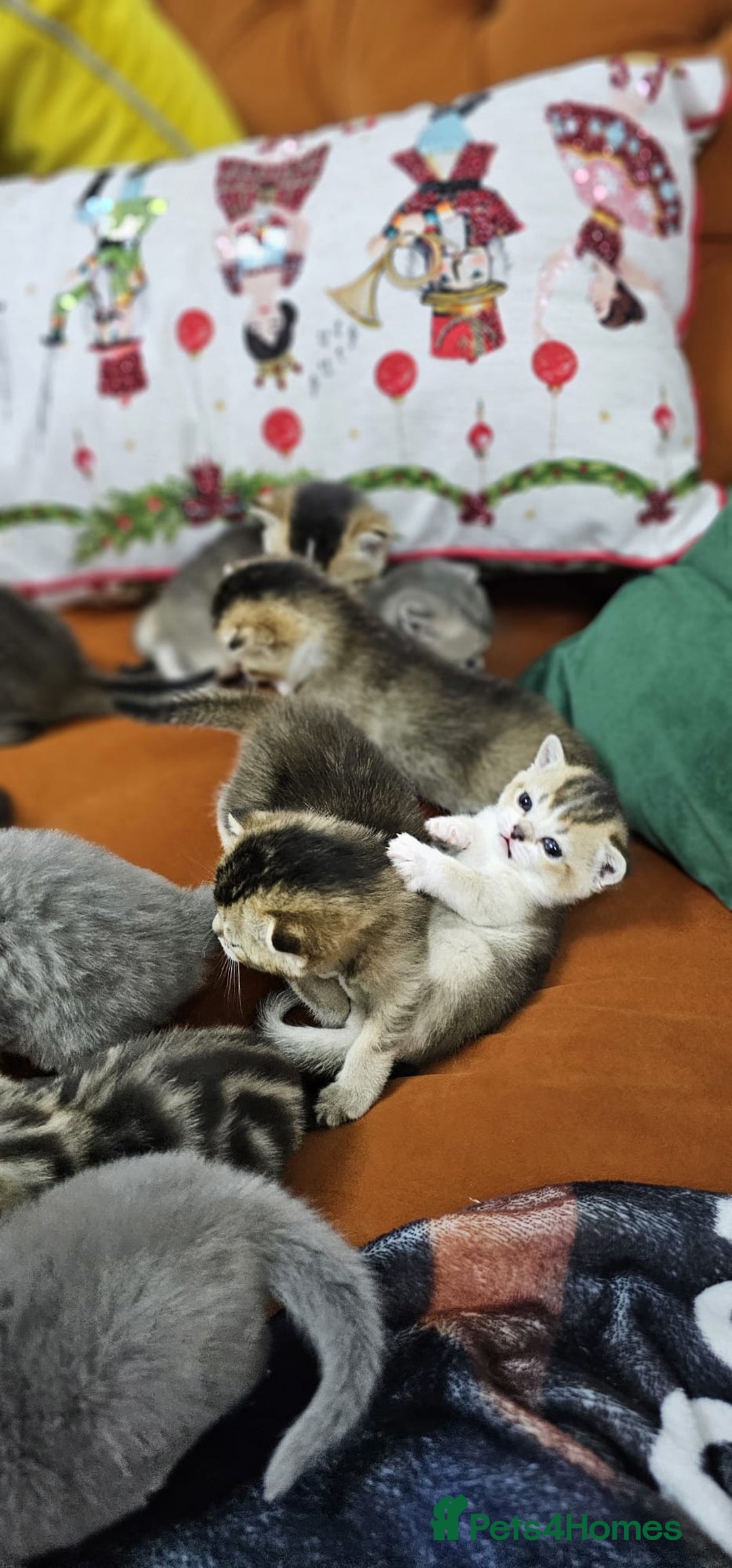 British Shorthair cats for sale: British shorthairs and Scottish straights - Advert 29