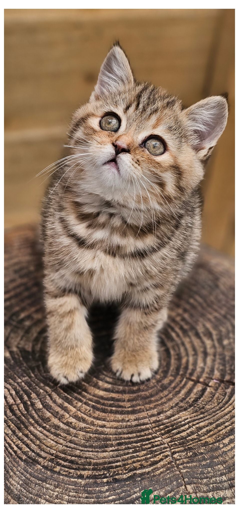 British Longhair cats 💖 Champion Line, British SH/LH Cuties 💖 - Advert 2
