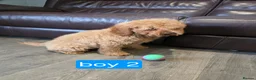 Cavapoo dogs for sale: Adorable F1B Cavapoo puppies for sale  - Advert 17