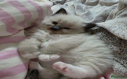 Ragdoll cats for stud: Proven chunky Ragdoll available for Stud  in Hull - Image 22