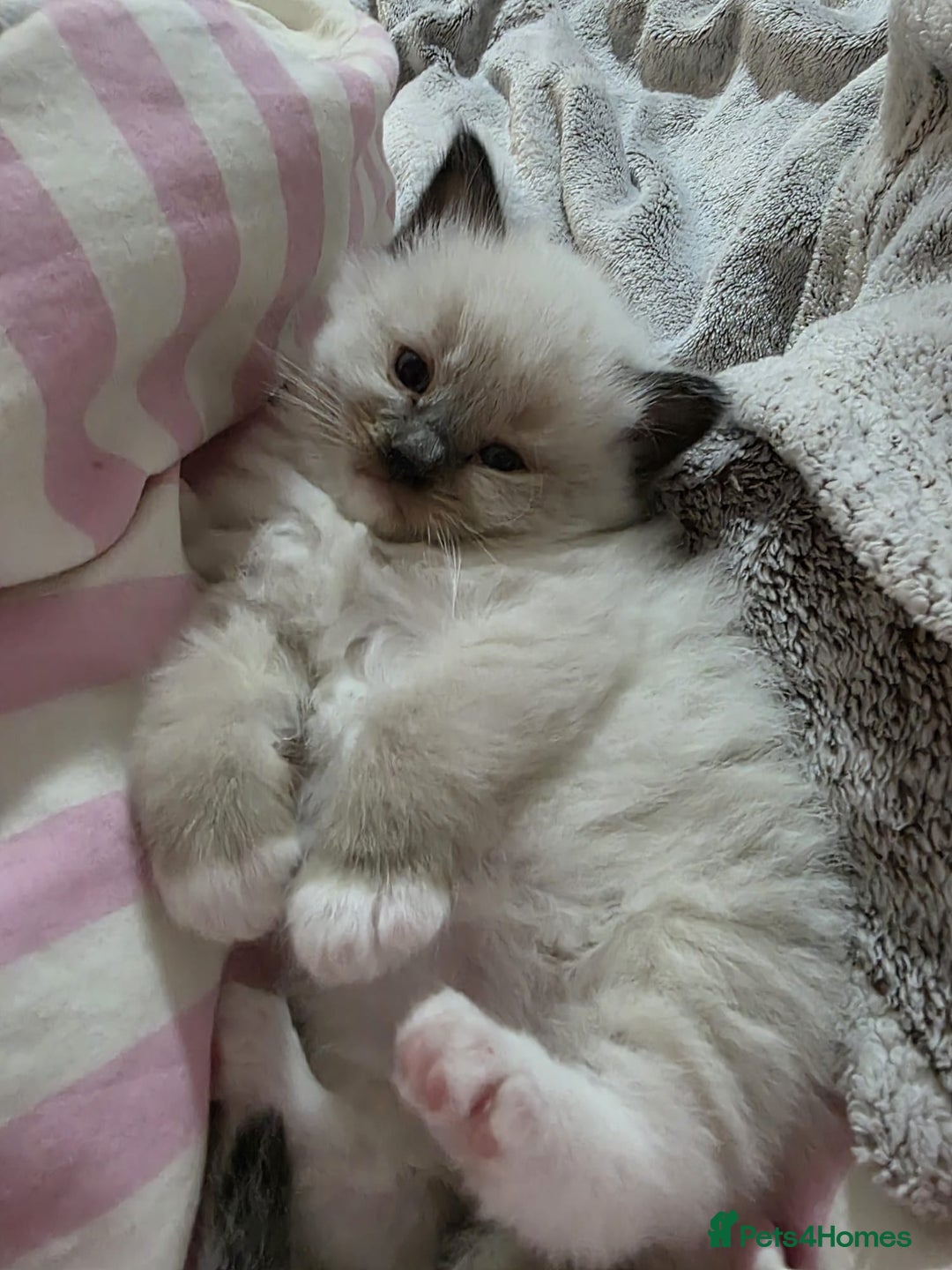 Ragdoll cats for stud: Proven chunky Ragdoll available for Stud  in Hull - Image 22