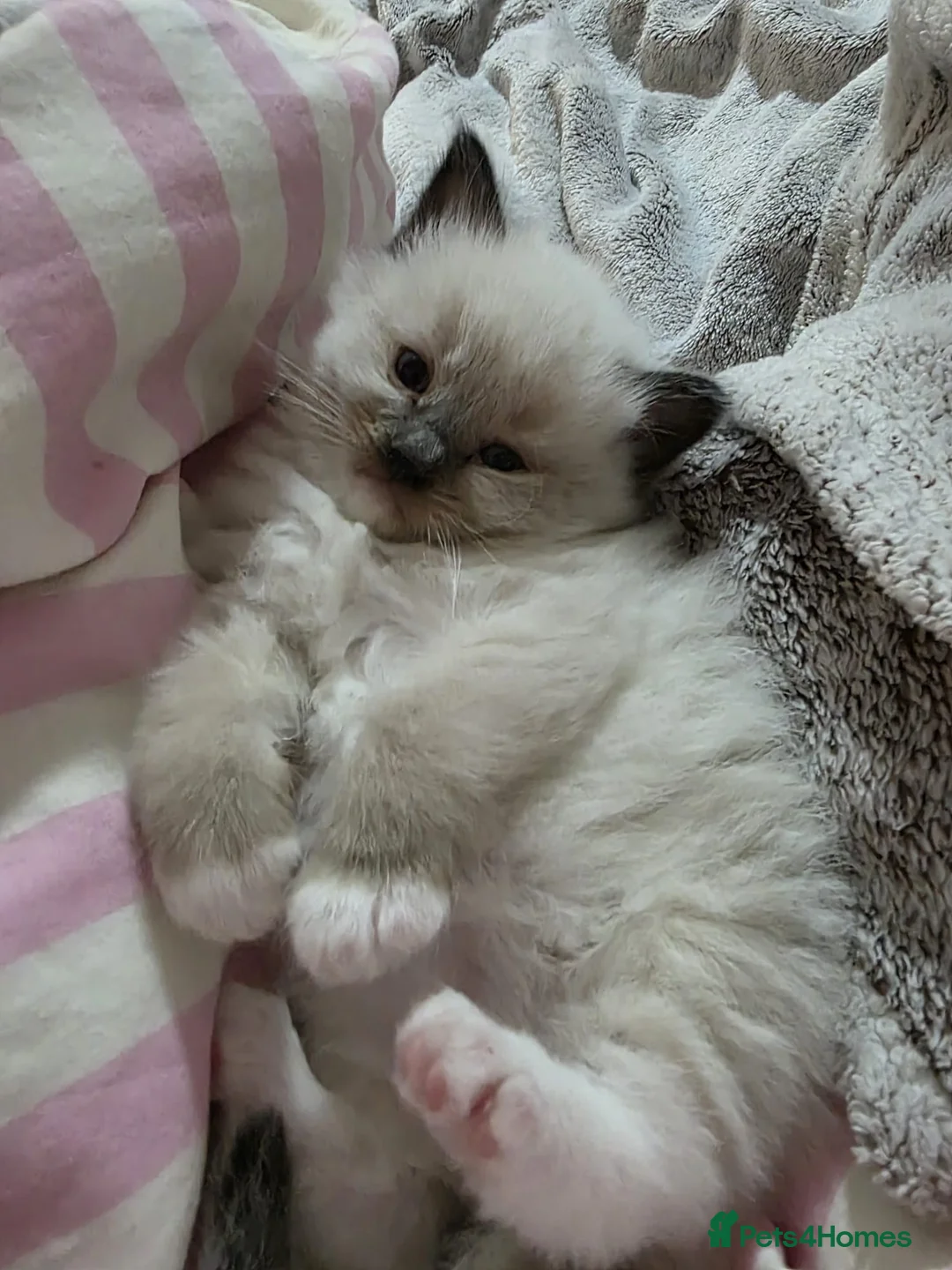 Ragdoll cats for stud: Proven chunky Ragdoll available for Stud  in Hull - Advert 22