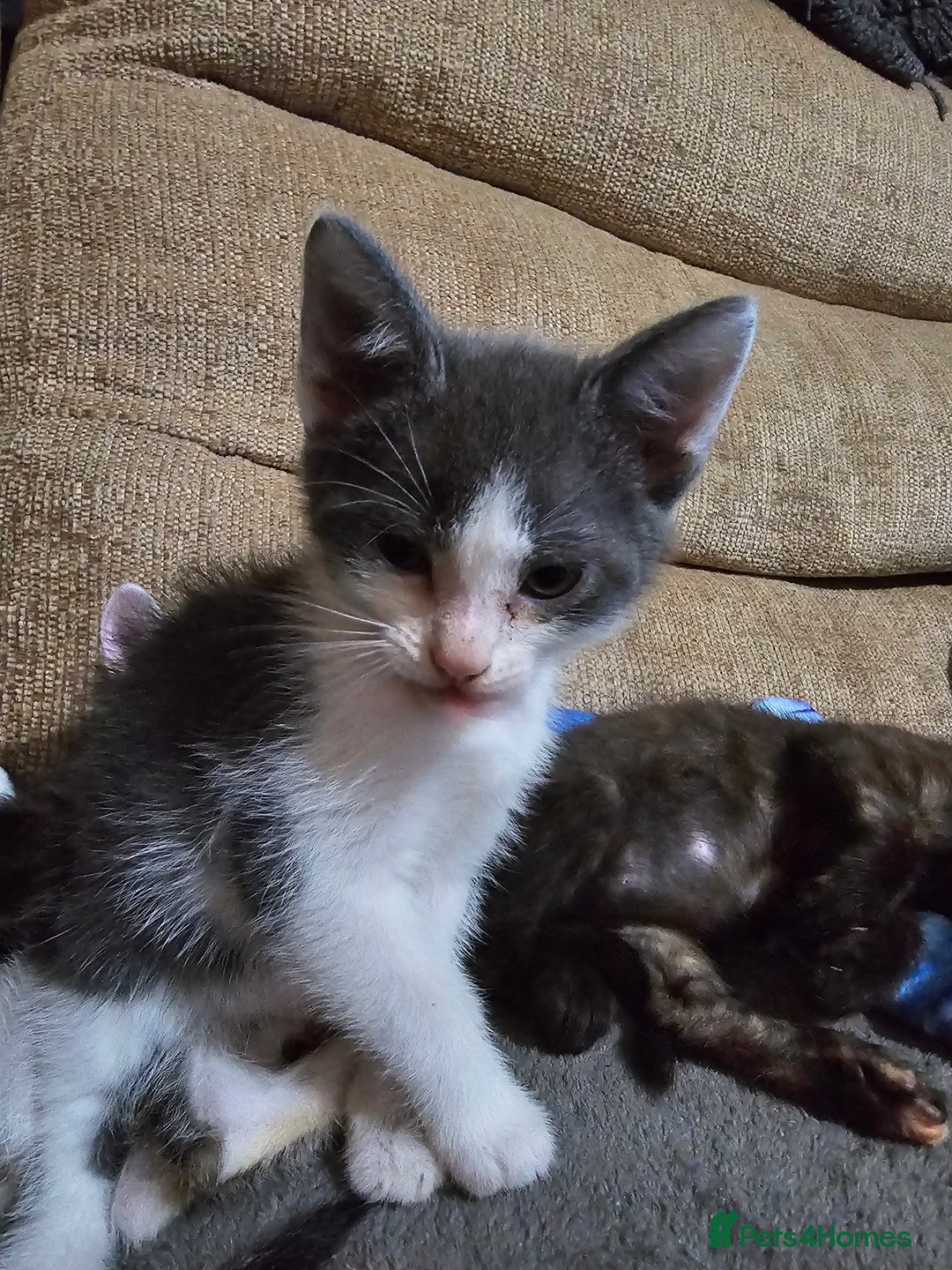 Mixed Breed cats for sale: Adorable kittens for sale - Advert 21