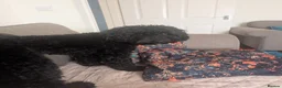 Cockapoo dogs for sale: Loving & excitable 1 year old cockapoo  - Advert 2
