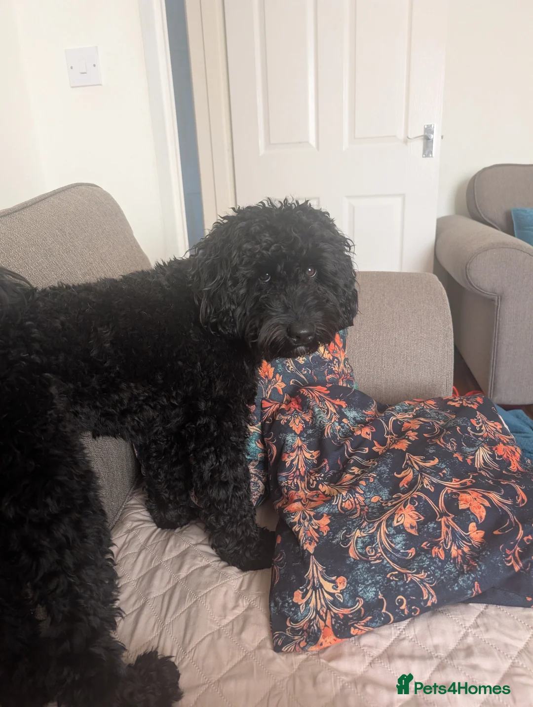 Cockapoo dogs for sale: Loving & excitable 1 year old cockapoo  - Advert 2