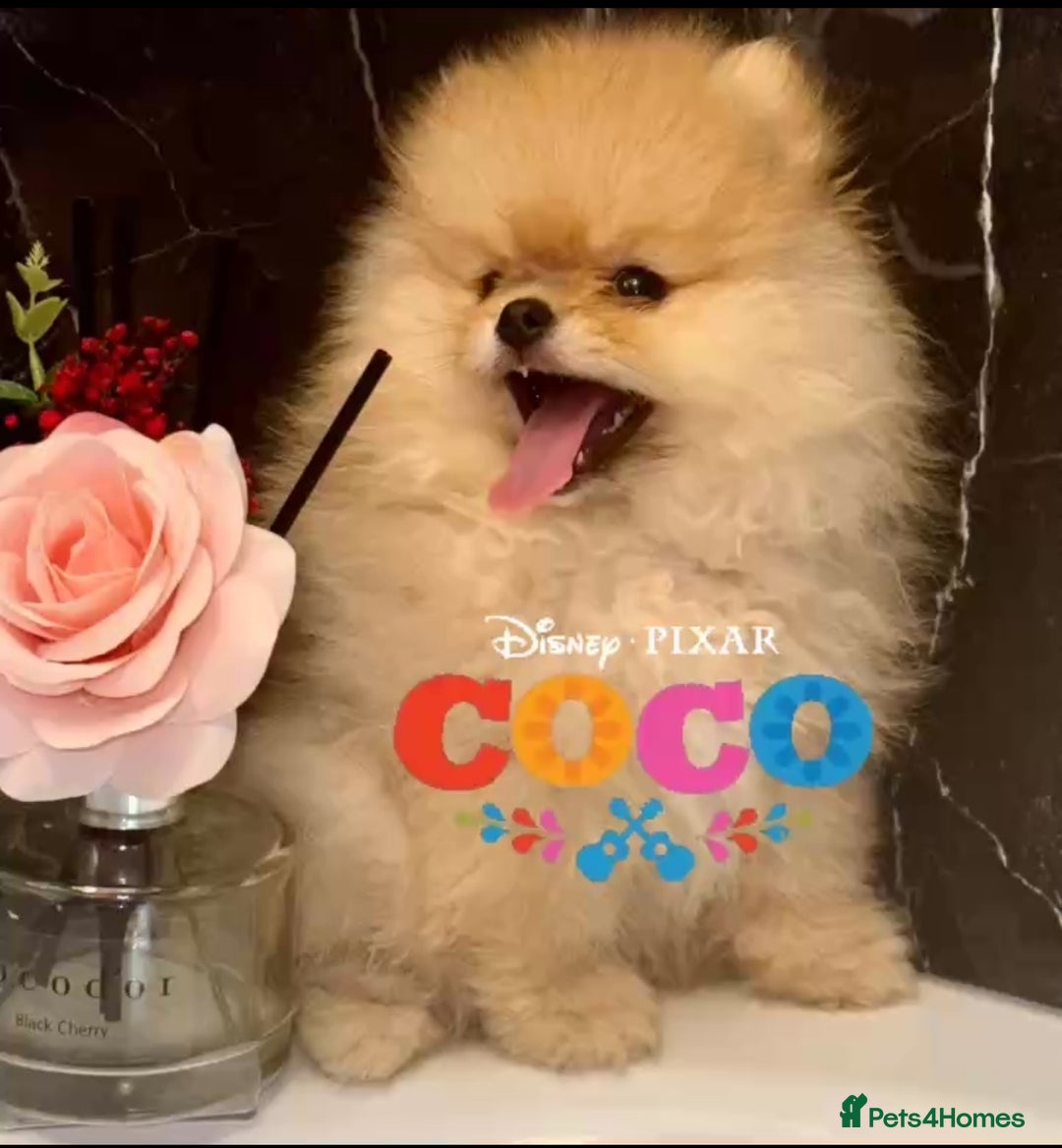 Pomeranian dogs for stud: 🎃EXPERIENCED👑KING ZIGGY & PRINCE COCO🏆STUD Boys in Bedford - Image 24
