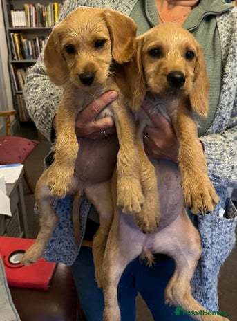 Hungarian Vizsla dogs - Advert 1