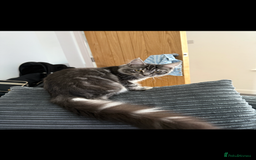 Maine Coon cats for sale: 7 beautiful kittens  - Image 4