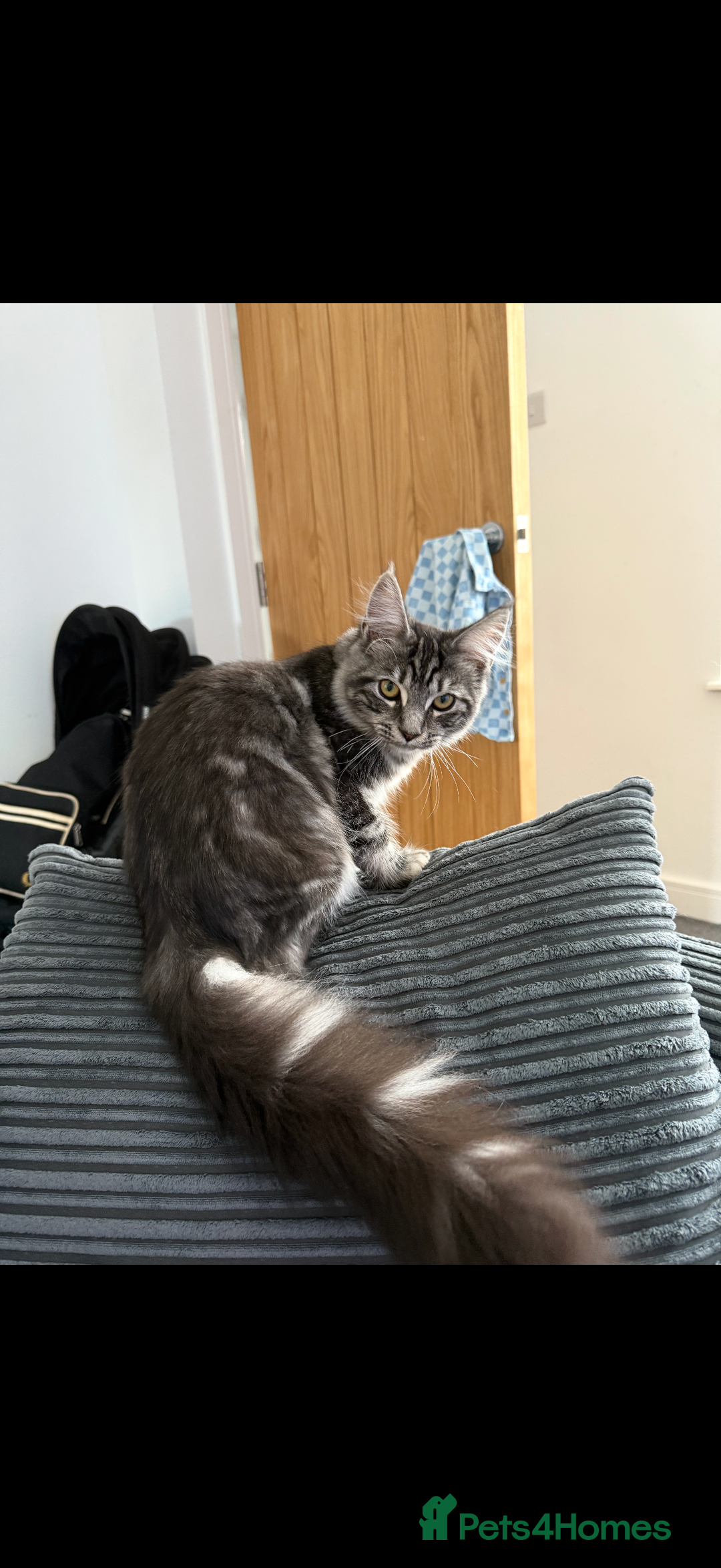 Maine Coon cats for sale: 7 beautiful kittens  - Image 4