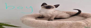 Siamese 4