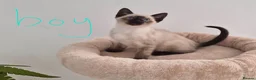 Siamese cats for sale: The Best Traditional Siamese Kittens - Advert 5