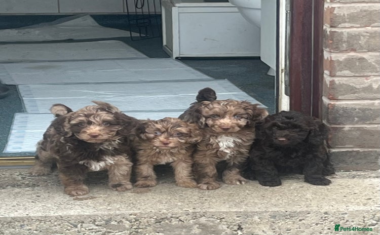 Cockapoo dogs - Advert 1