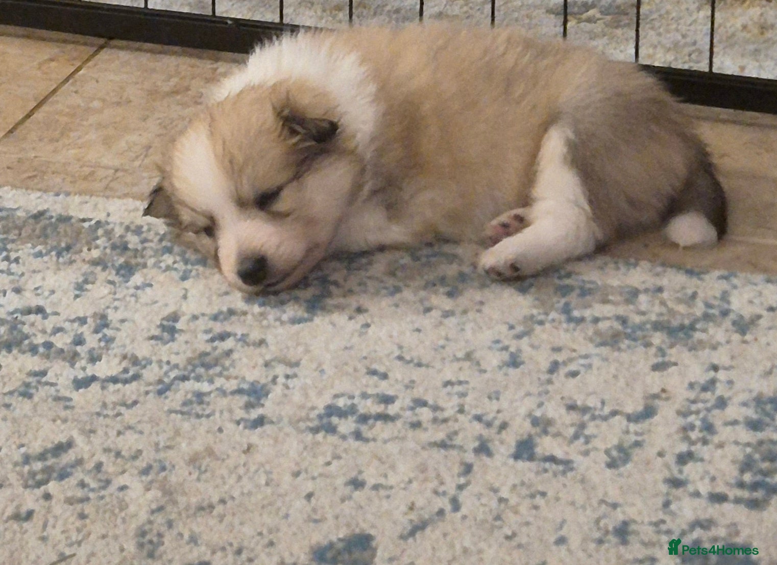 Mixed Breed dogs Japanese spitz cross puppies for sale - Advert 1
