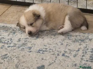 Mixed Breed dogs Japanese spitz cross puppies for sale - Advert 2