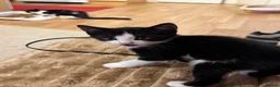 Mixed Breed cats for sale: Beautiful,cute,platoul,full of energy in Maidstone - Advert 13