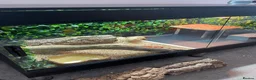 Bearded Dragon reptiles for sale: Bearded Dragon in Corby - Advert 7