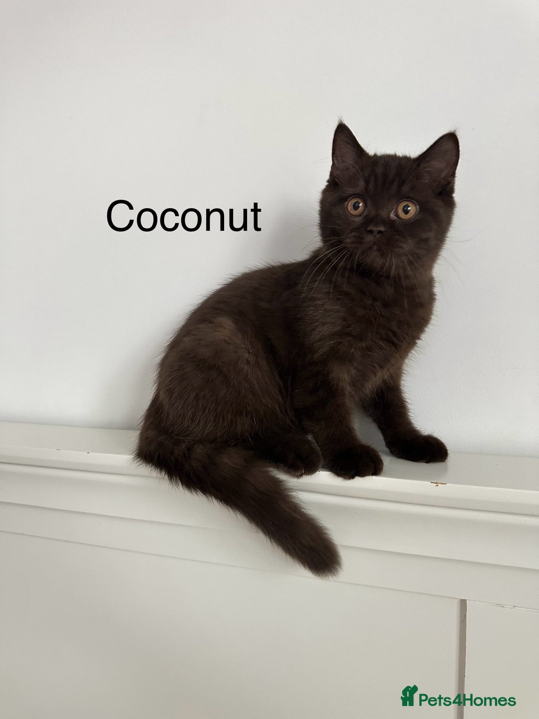 British Shorthair cats for sale: Ready🏡British Shorthair Chuky Kittens - Image 7