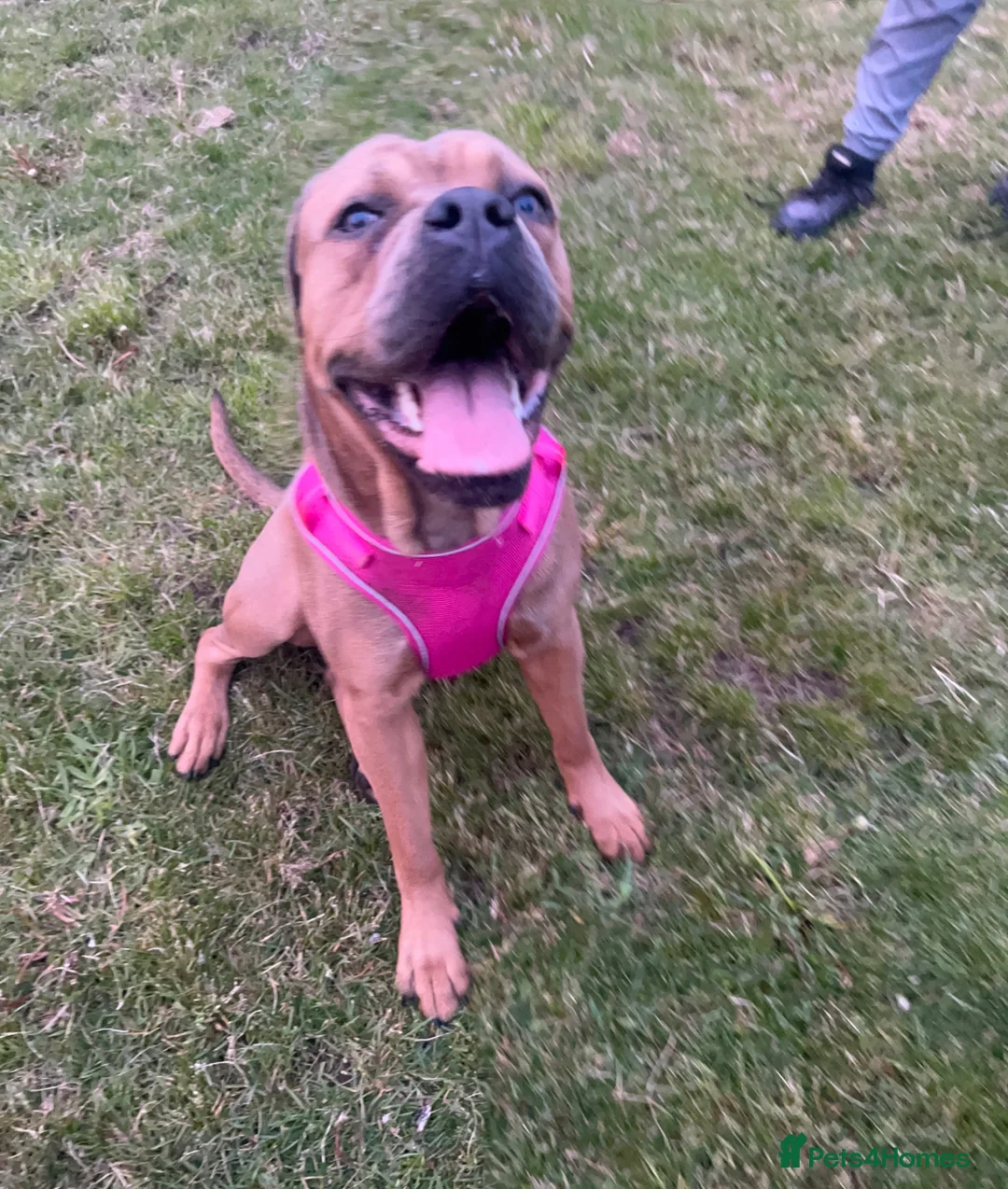Cane Corso dogs for sale: FREYA/////1 year old female cane corso  - Advert 2