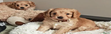 Cavapoo 3