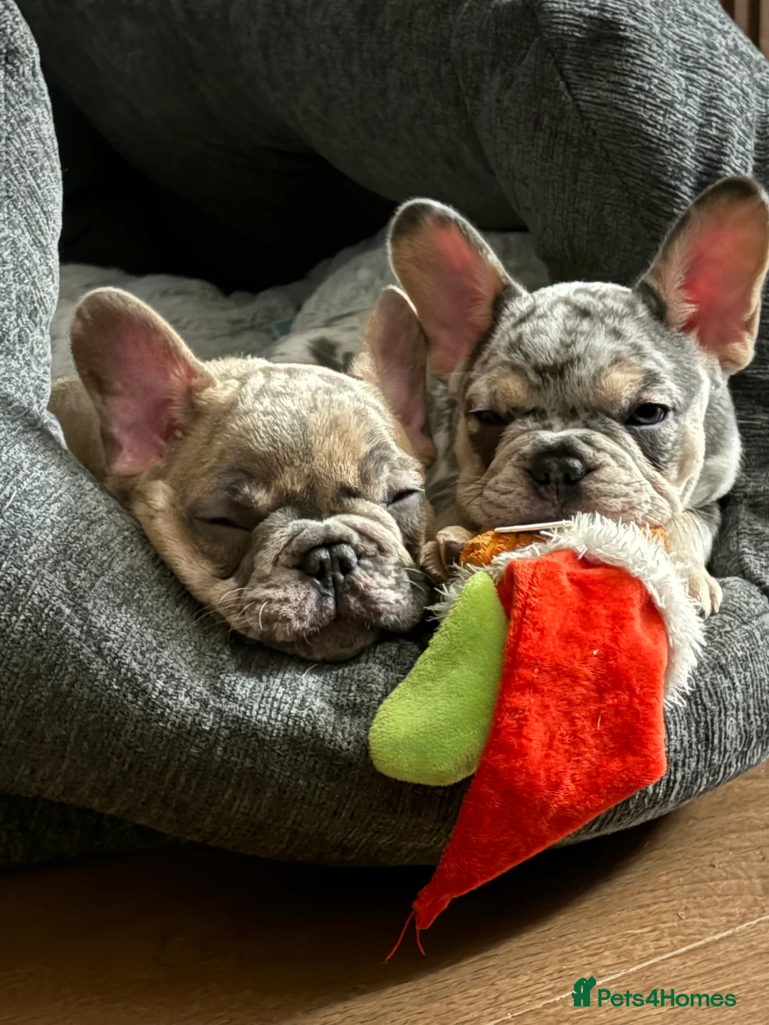 French Bulldog dogs for sale: *REDUCED*❤️‍🔥 - Advert 4