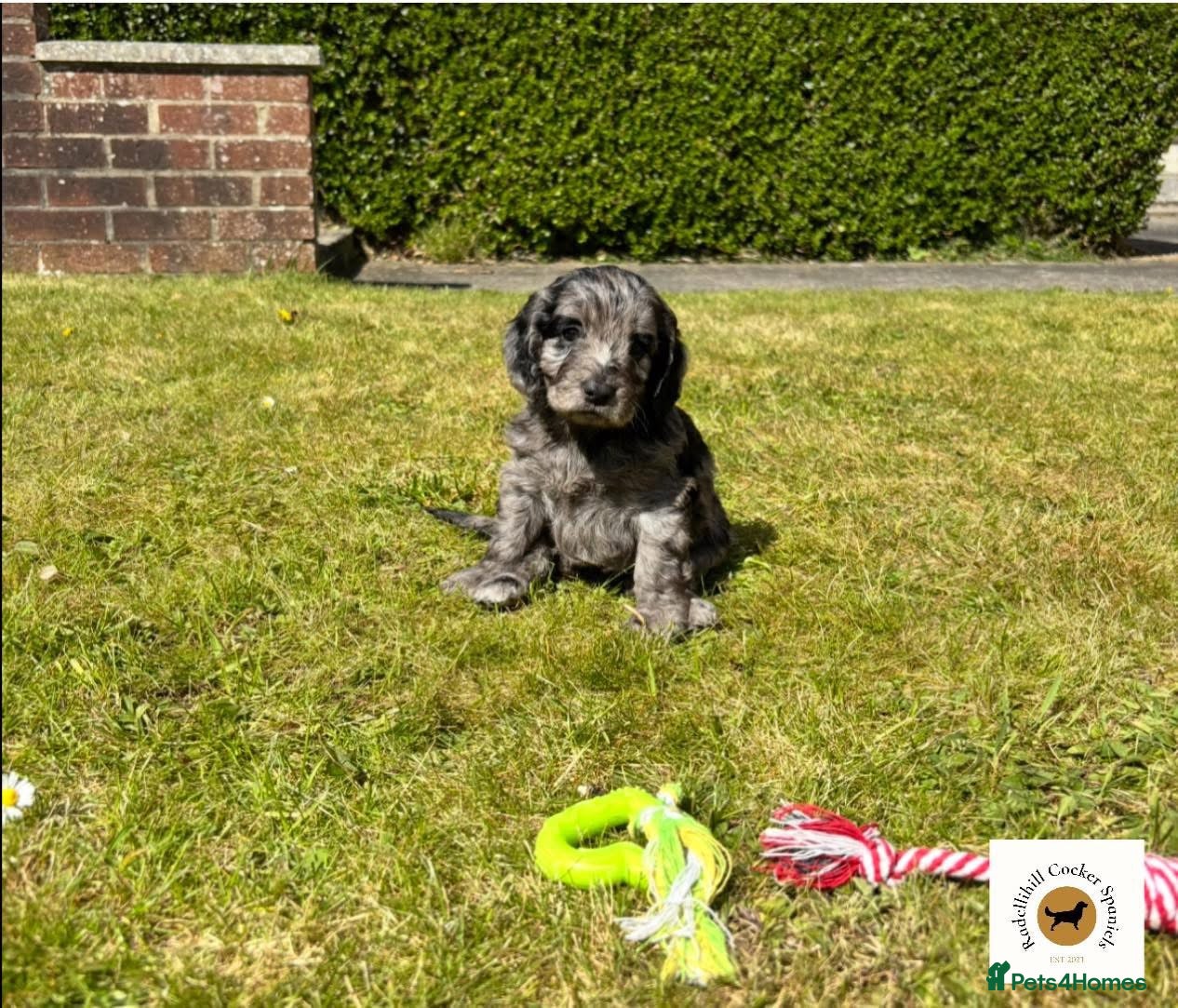 Cockapoo dogs Stunning F1 Cockapoos - Advert 1