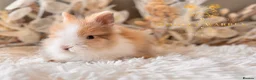 Lionhead rabbits for sale: Beautiful Fully Vaccinated Lionheads! - Advert 9
