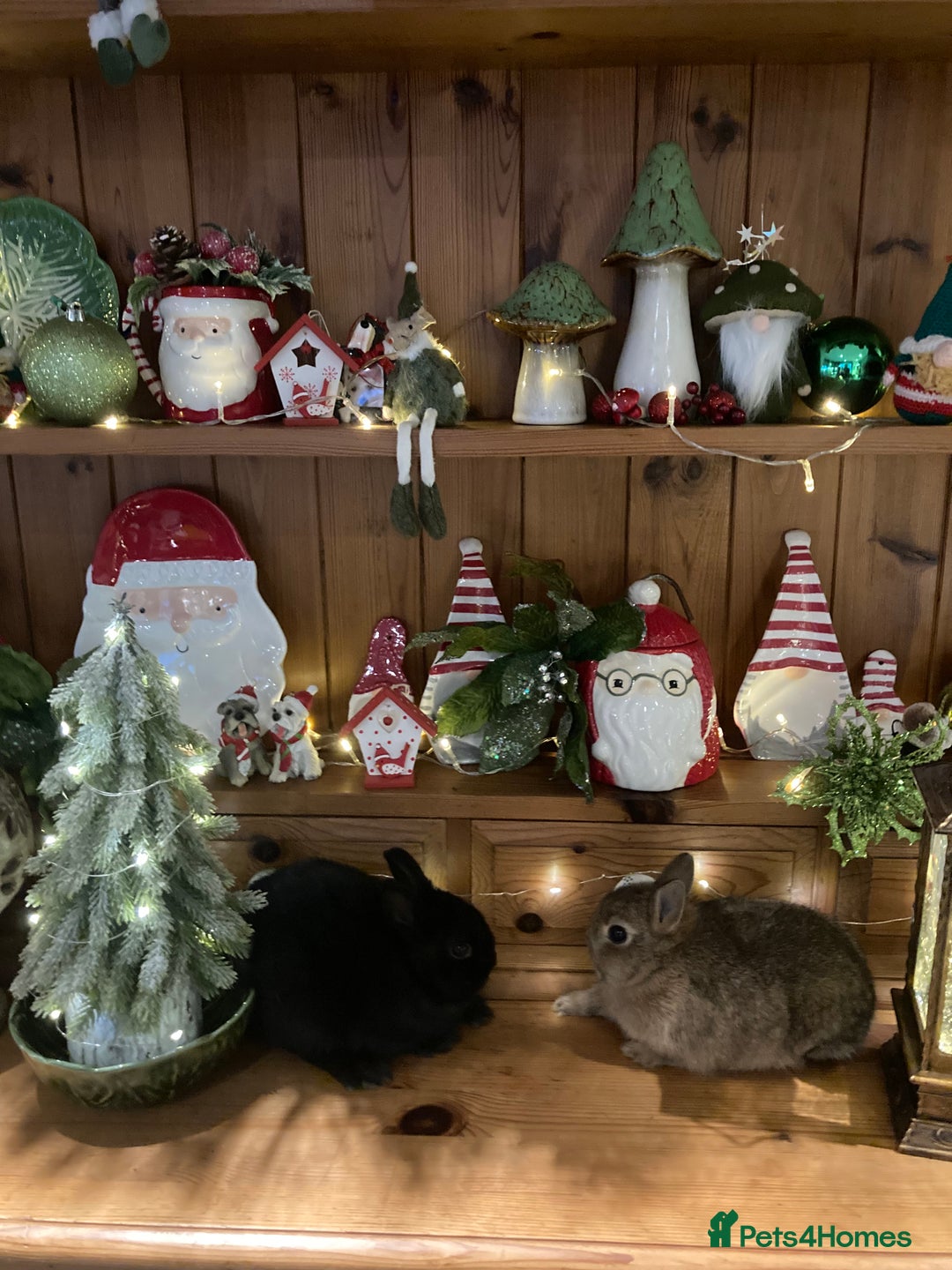 Netherland Dwarf rabbits for sale: Pure bred Netherland Dwarf Rabbits - Advert 12