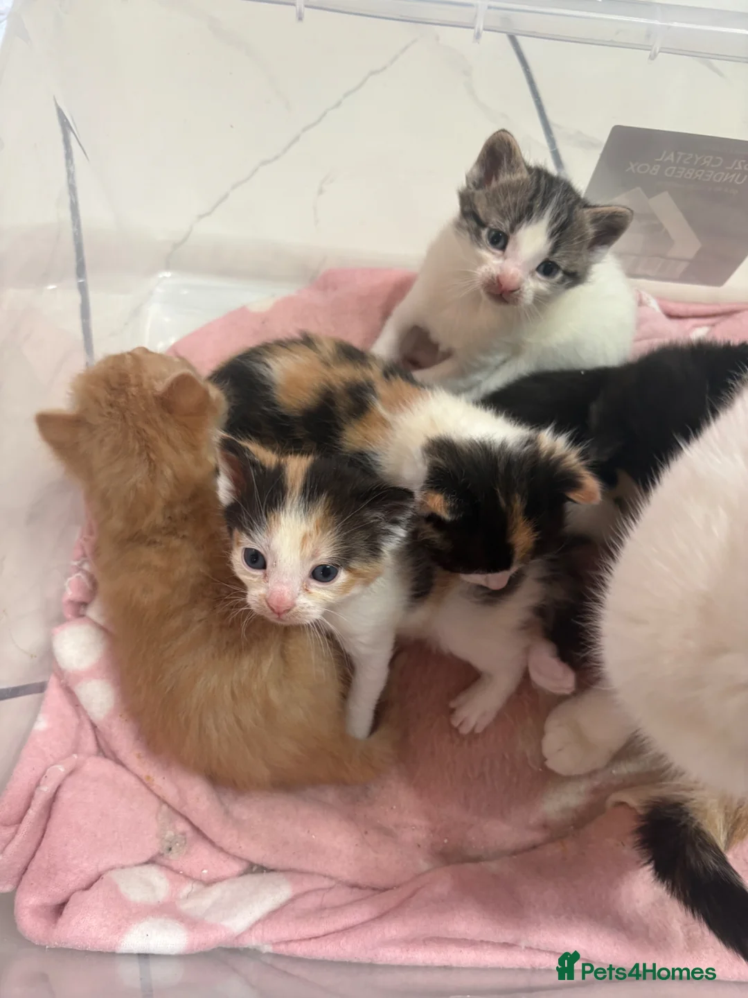 Mixed Breed cats for sale: Adorable kittens looking for loving homes  - Advert 1