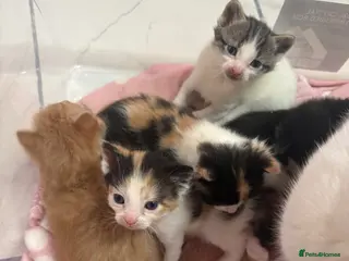 Mixed Breed cats Adorable kittens looking for loving homes - Advert 2