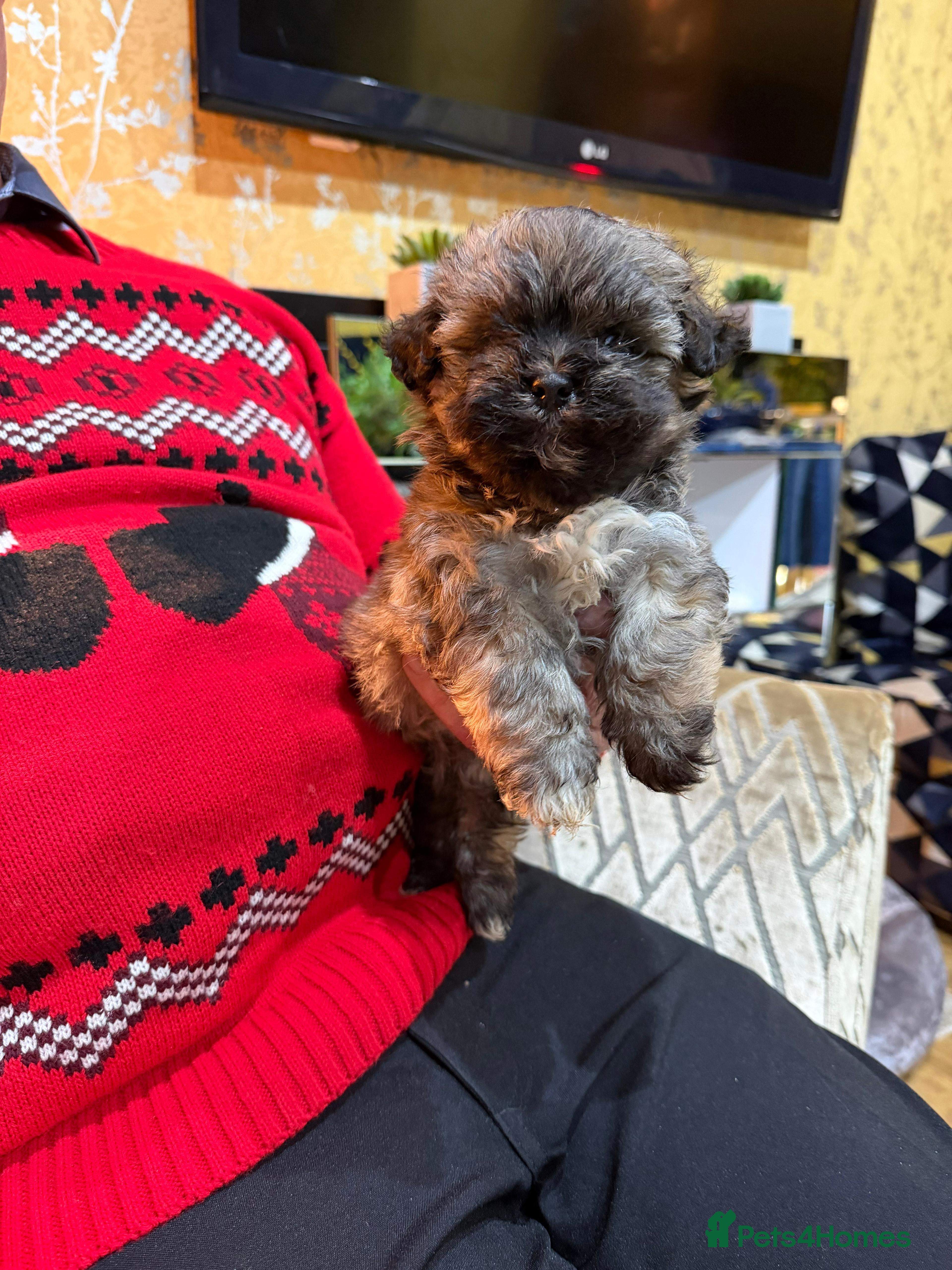 Havanese dogs Fabulous Havanese Puppies - Advert 1