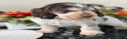Cocker Spaniel dogs for sale: Show type cocker spaniels  - Advert 21