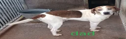 Foxhound dogs for sale: Beagle x harrier  - Advert 10