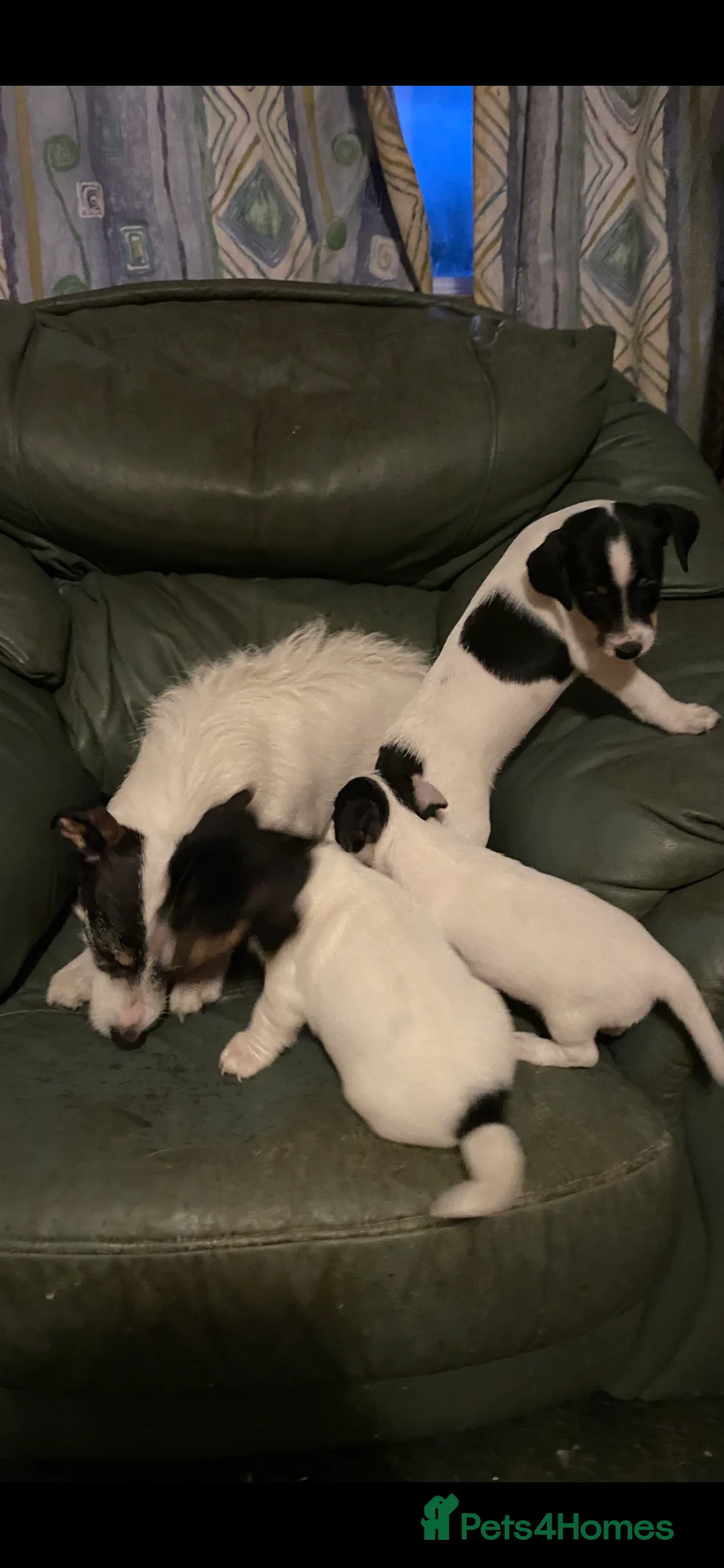 Jack Russell dogs for sale: Jack Russell  - Advert 1
