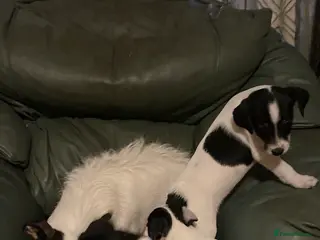 Jack Russell dogs Jack Russell - Advert 2