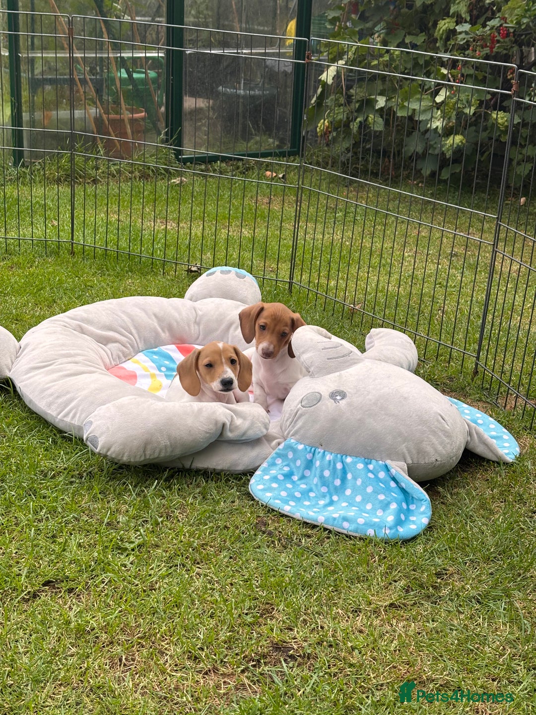 Miniature Dachshund dogs for sale: Pure Piebald Miniature Dachshunds Champion Lines - Image 11